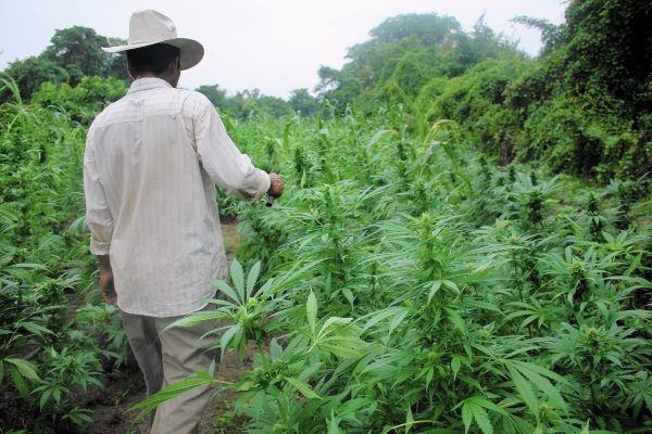 Cannabis and Narcotics for Medicinal Use in Mexico