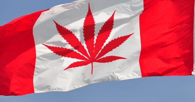 Canada’s Medical Cannabis Industry Comes of Age