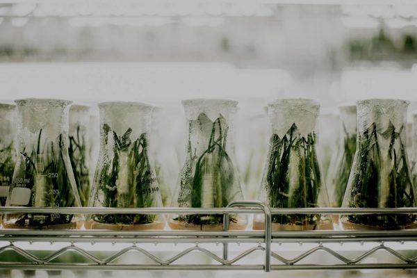 The Cannabis Companies Behaving Like Biotechs