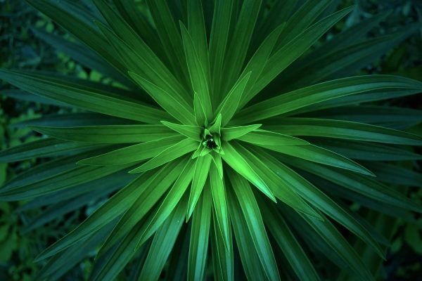 Regulating Botanics: A Bespoke Approval Model For Herbal Medicines?