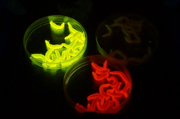 Insect Inspiration: New Frontiers in Vaccine Production