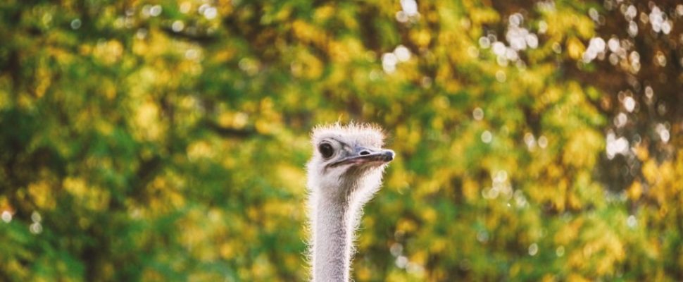 Ostrich Antibodies: A Health and Beauty Elixir