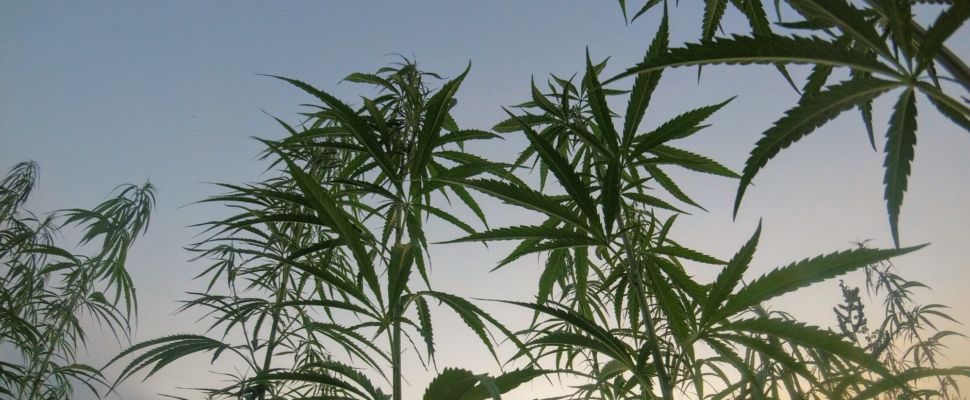 Cyprus Joins the Cannabis Craze
