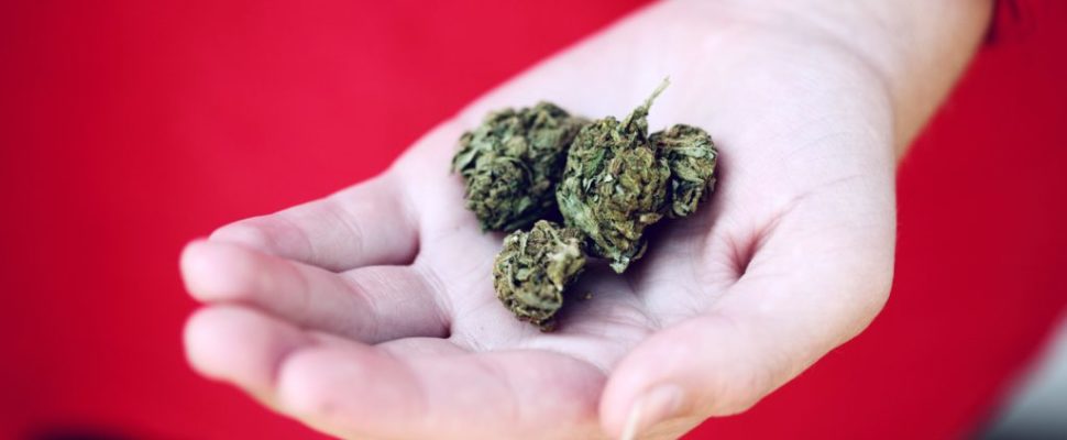 Cannabis industry on a high