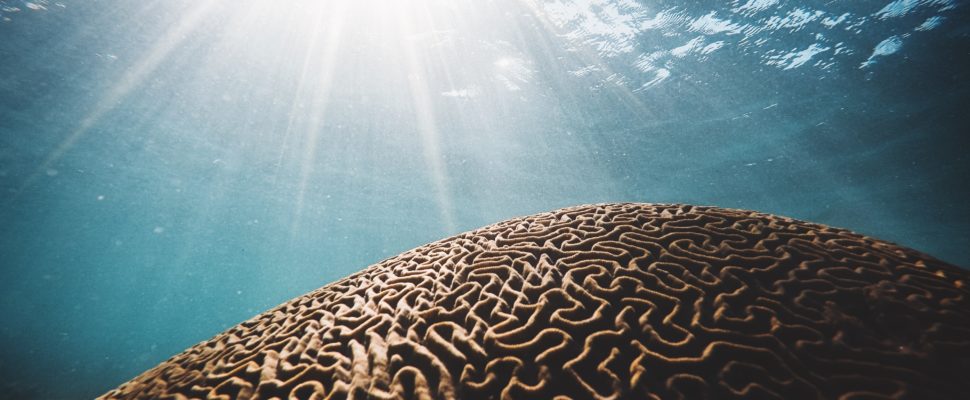 Pfizer and Bain team up to launch Cerevel Therapeutics