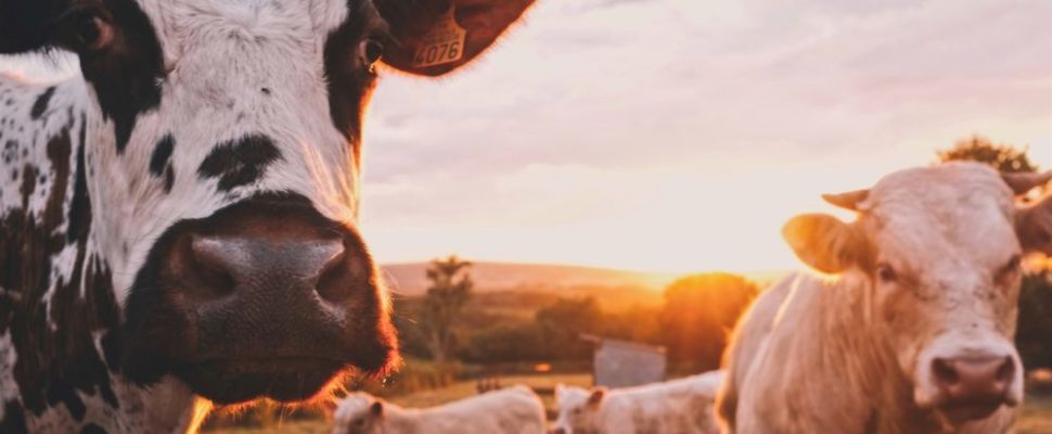 Martin Seychell on Veterinary Pharma: The Weakest Link in Countering AMR