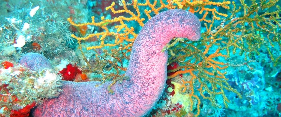 Sea Cucumbers: More than Just a Delicacy