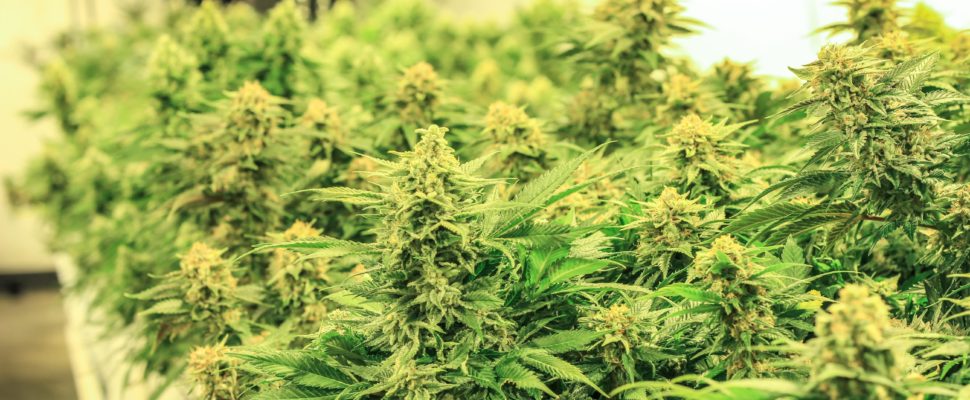 Medical Use of Cannabis in Portugal: Current Status and Perspectives