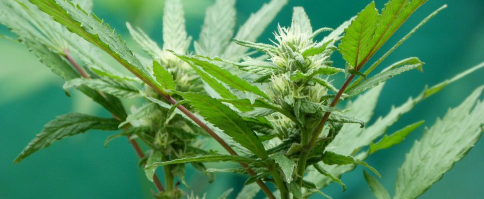 South Korea’s Shock Move to Legalise Medical Cannabis