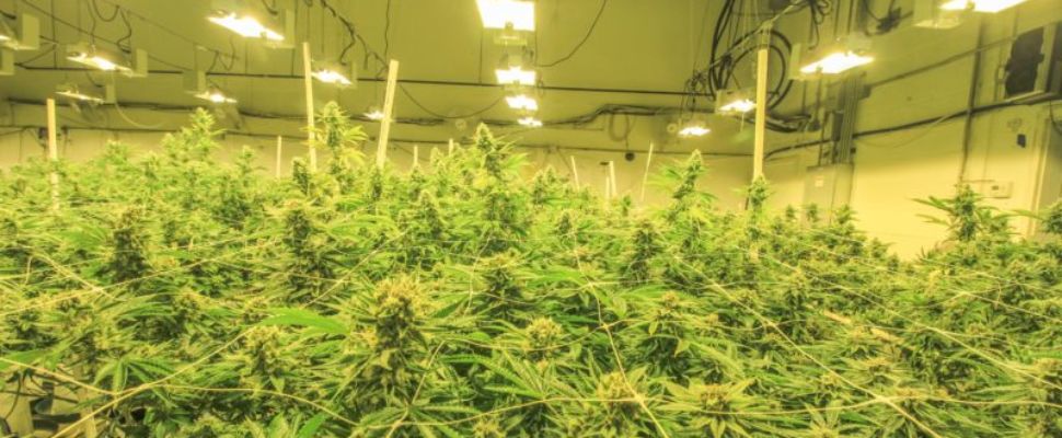 Thailand’s Medical Cannabis Laws Could Mean High Costs For Patients