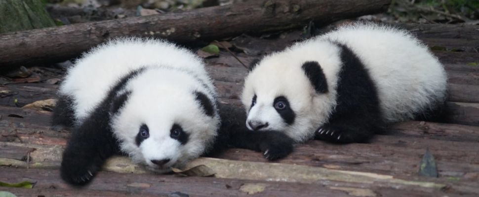 Chengdu: The First Steps Towards Mutual Insurance In China
