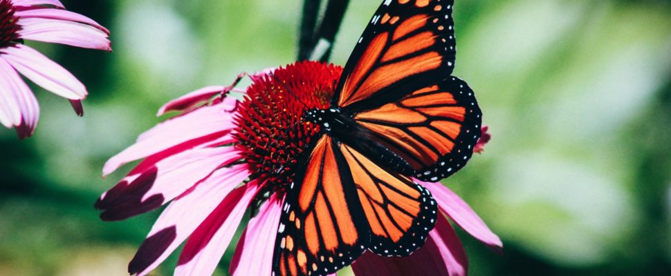 Why Pharma Needs Transformational Leaders