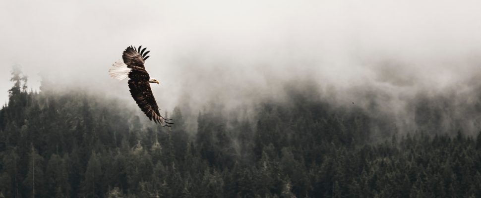 5 Essential Strengths Potential Pharma Country Managers Need