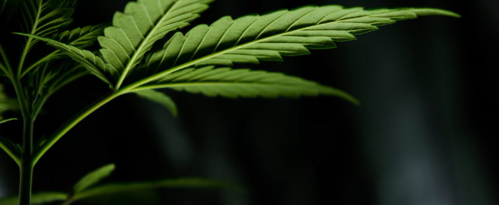 InFocus: Cannabis