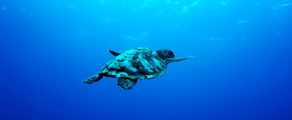 The Sea Turtles: China’s Top Pharma Talent Comes Home