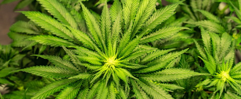 Changing the World… Through Cannabis