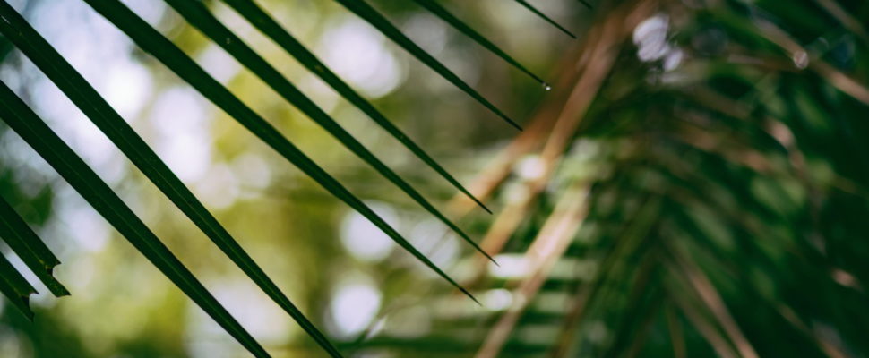 Regulatory, Pricing and Reimbursement Overview: Zimbabwe