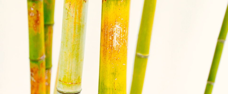 Chinese Biotech Strategies: The Pros & Cons of In-Licensing