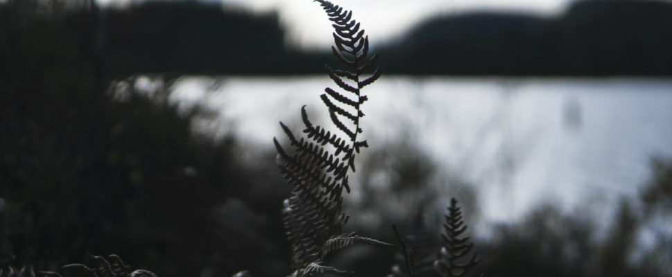 Norway: Staking a Claim as a Pharma Research Hub