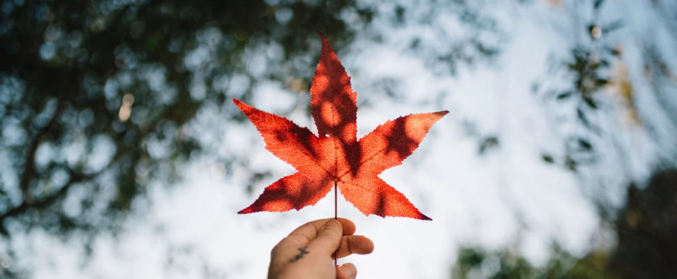 Canada Pharma Data Snapshot 2020