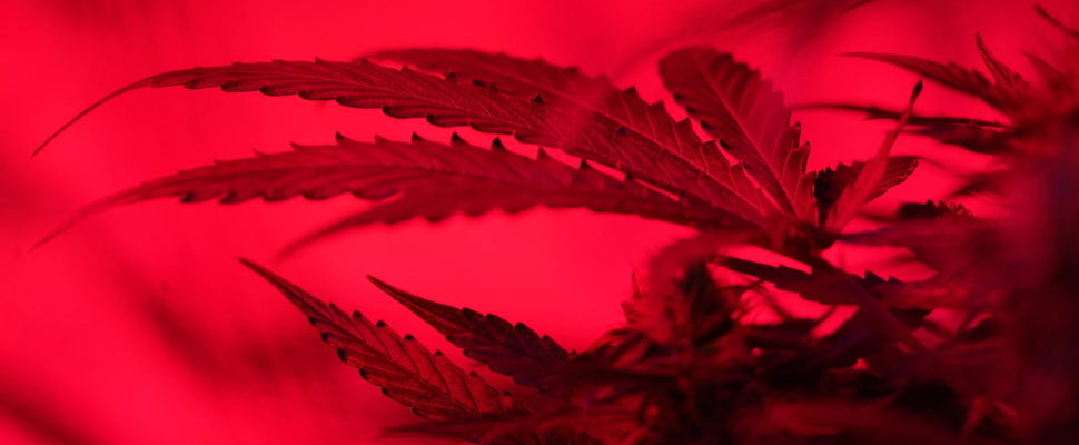 The Evolution of Medical Cannabis Legislation in Canada
