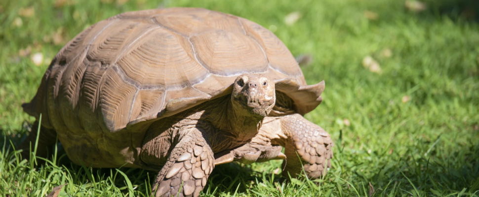 Sanofi: The “Tortoise” of the COVID-19 Vaccine Race?