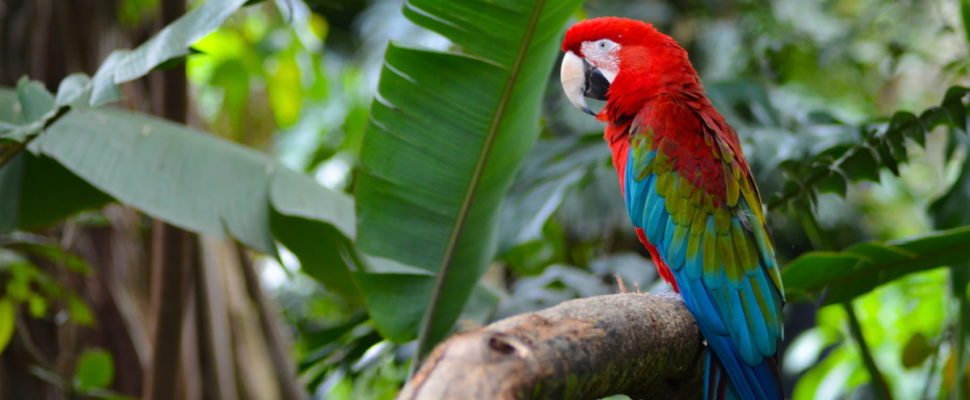 LatAm Pharma News: COVAX Rollout in Colombia; União Quimica to Manufacture Sputnik Vaccine in Brazil; Mexico Cannabis Update