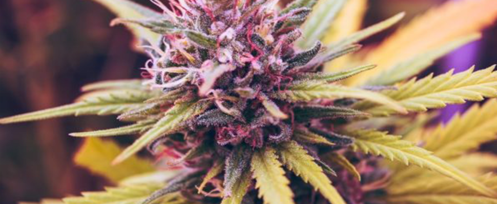 Canada’s Cannabis Pioneers Go Global