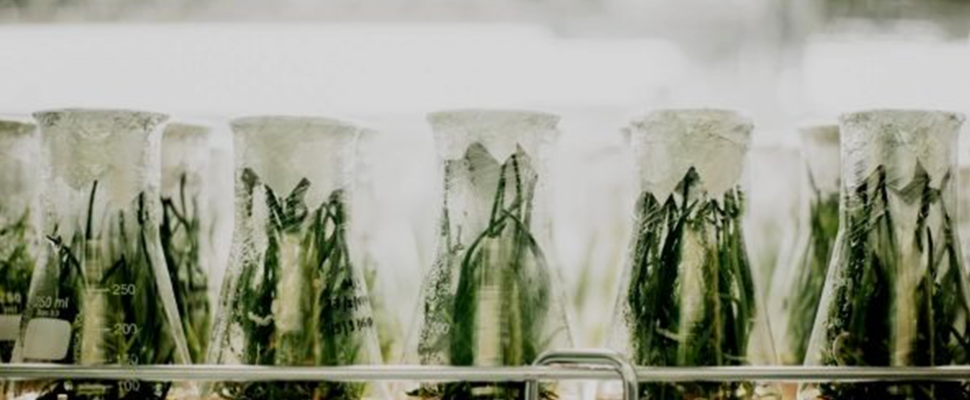 The Cannabis Companies Behaving Like Biotechs