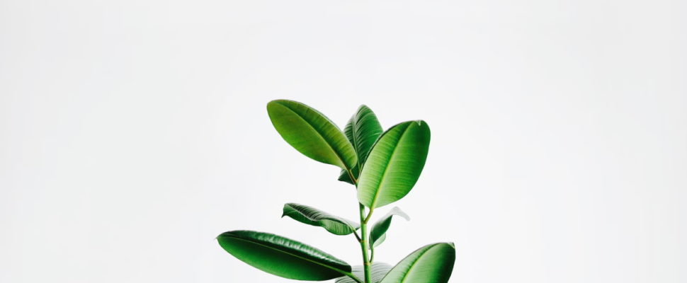 Sustainability & Pharma Procurement in Europe: Are You ‘Green’ Enough? 