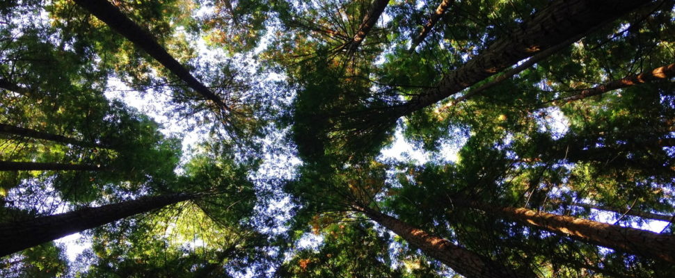 COP26 & Building a Healthier, Collaborative, Interconnected Future