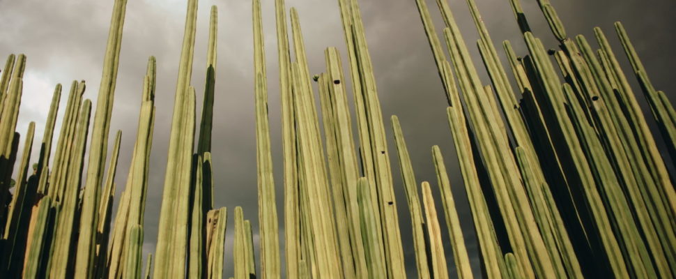 Mexico Pharma News: India Ties Deepen; Lilly COVID Drugs Approved; Lithium Opportunities