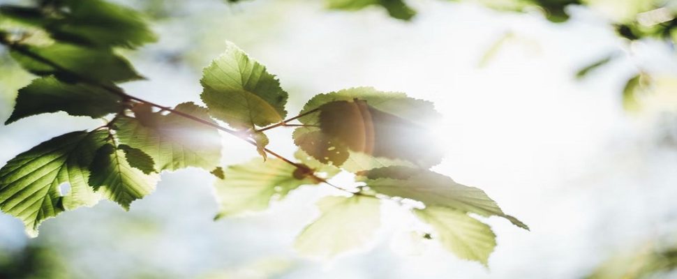 Should Environmental Standards be a Part of GMP Inspections?