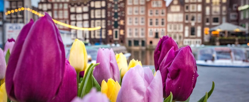 Netherlands Pharma News: Argenx to Go it Alone; Agendia Backs Out of IPO; Pleco AML Financing