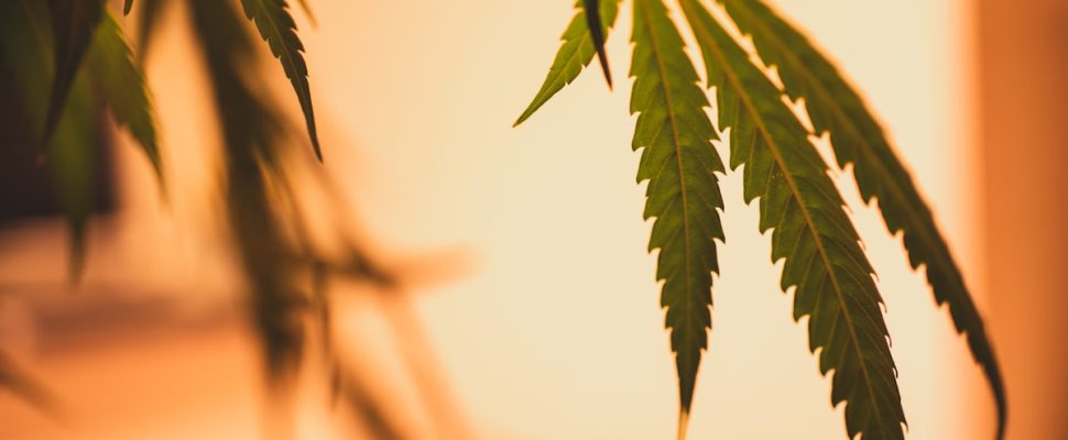 Cannabis-Derived Drugs in Japan: New Legislation and Outlook